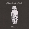 Trampled By Turtles - Palomino '2010