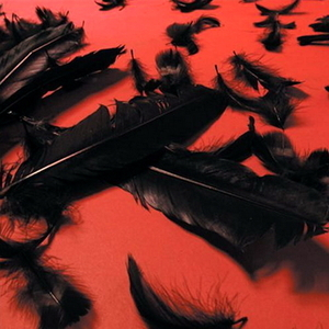 Black Feather Wings
