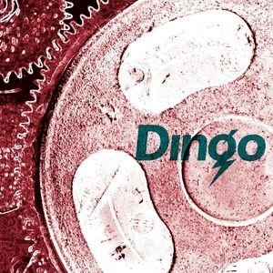 Dingo