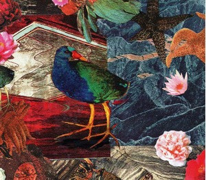 Takahe Collage