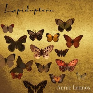 Lepidoptera