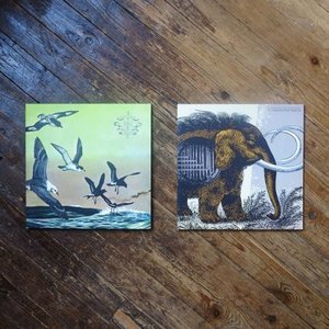 Flotation Toy Warning Album Bundle