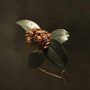 Young Sick Camellia