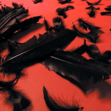 Bourbon Princess - Black Feather Wings '2003