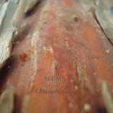 Aglaia - Otherworldliness '2012