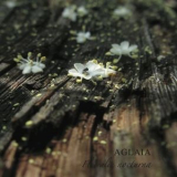 Aglaia - Florealia Nocturna '2015