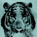 Fear of Tigers - Hypnerotomachia Poliphili '2016